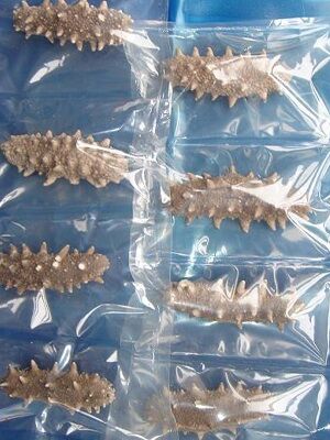 Freeze dried sea cucumber